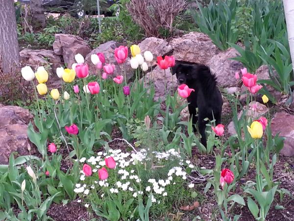 /Images/uploads/Humane Society of Utah/HSUCalendar/entries/896thumb.jpg